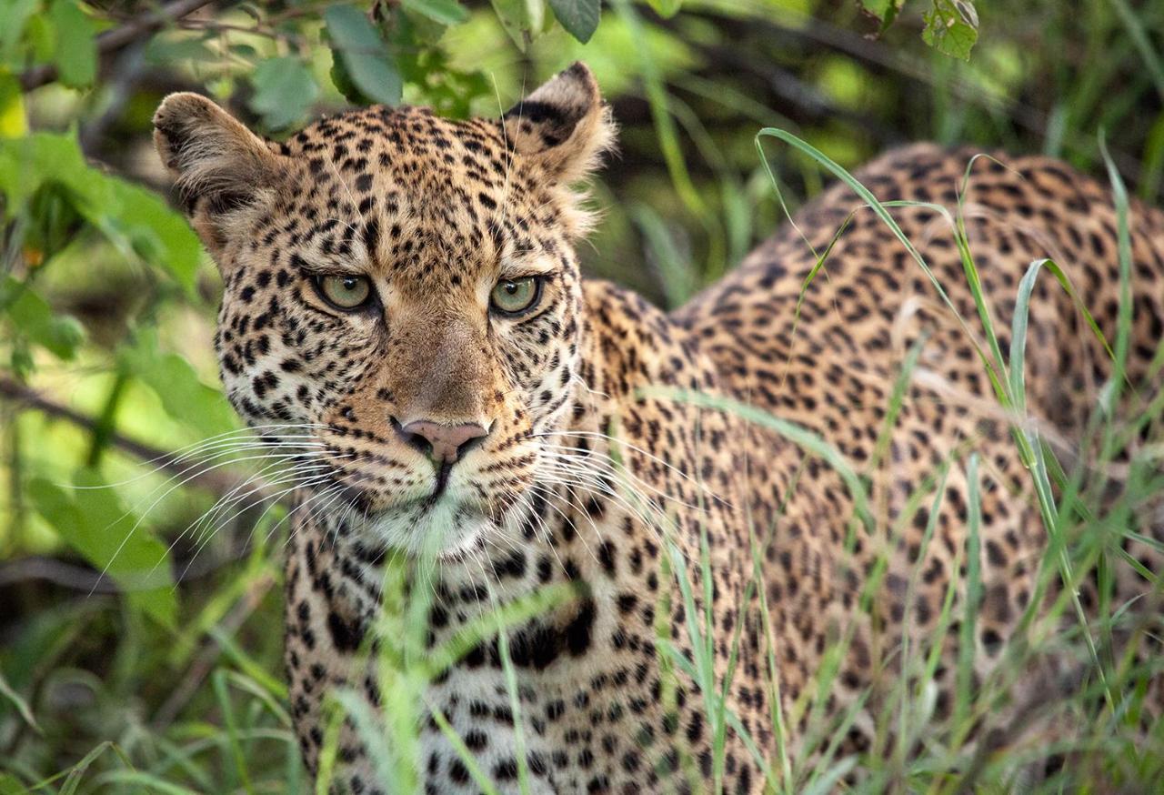 Karongwe Portfolio - Becks Safari Lodge Karongwe Game Reserve Eksteriør billede
