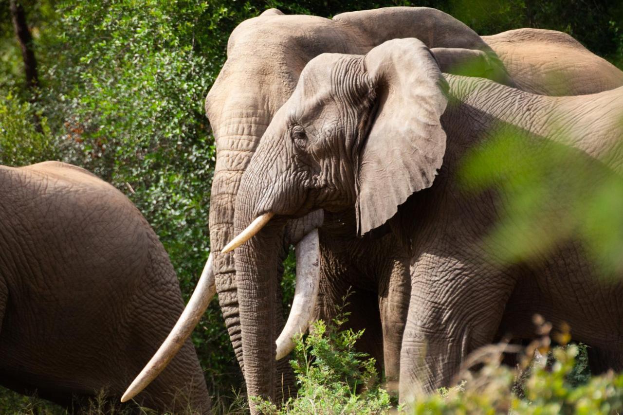 Karongwe Portfolio - Becks Safari Lodge Karongwe Game Reserve Eksteriør billede
