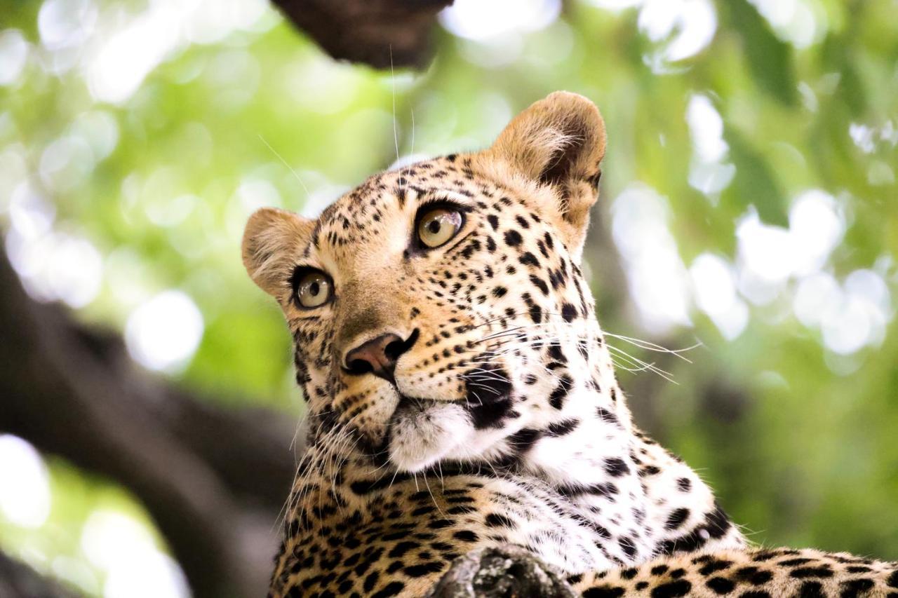 Karongwe Portfolio - Becks Safari Lodge Karongwe Game Reserve Eksteriør billede
