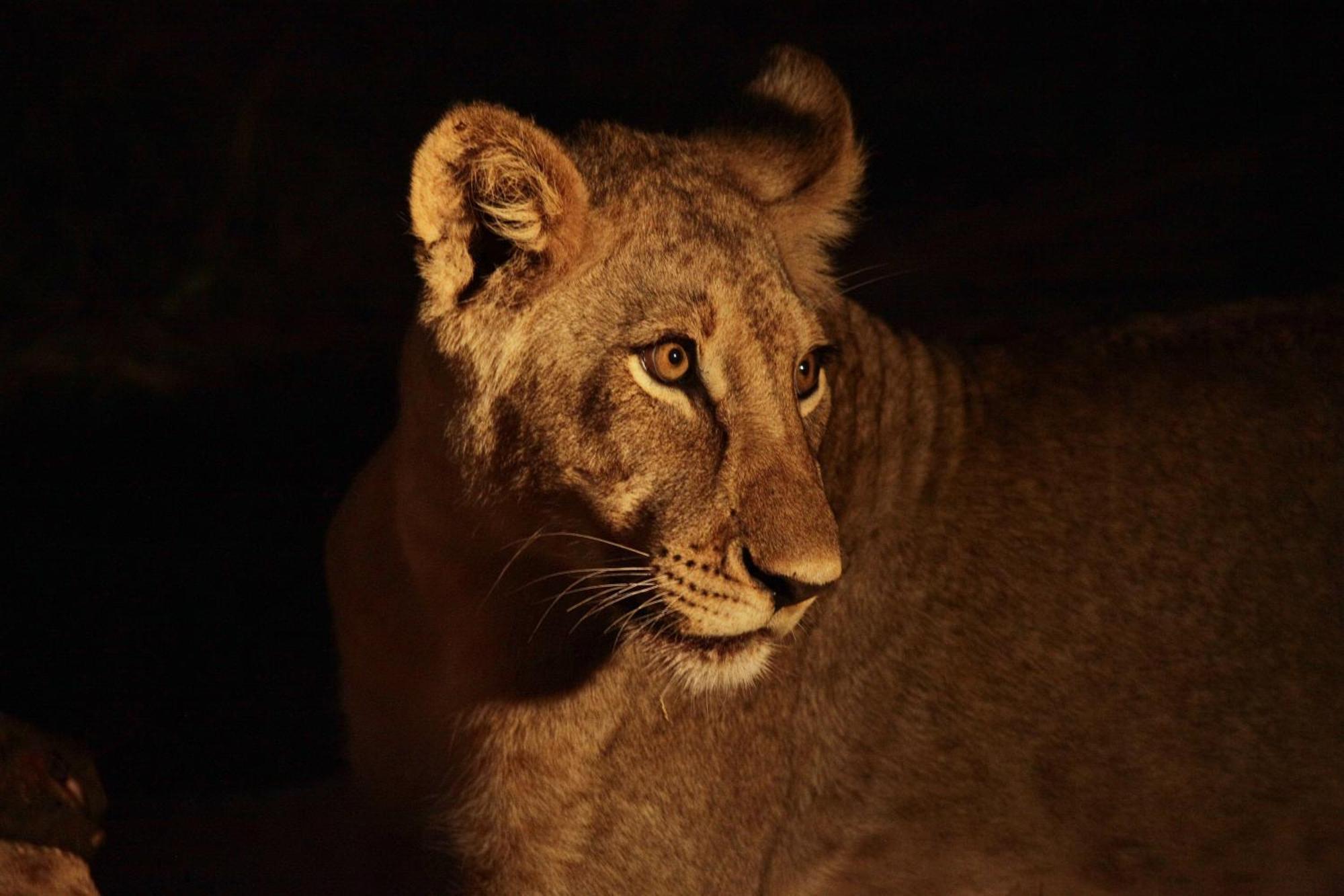Karongwe Portfolio - Becks Safari Lodge Karongwe Game Reserve Eksteriør billede