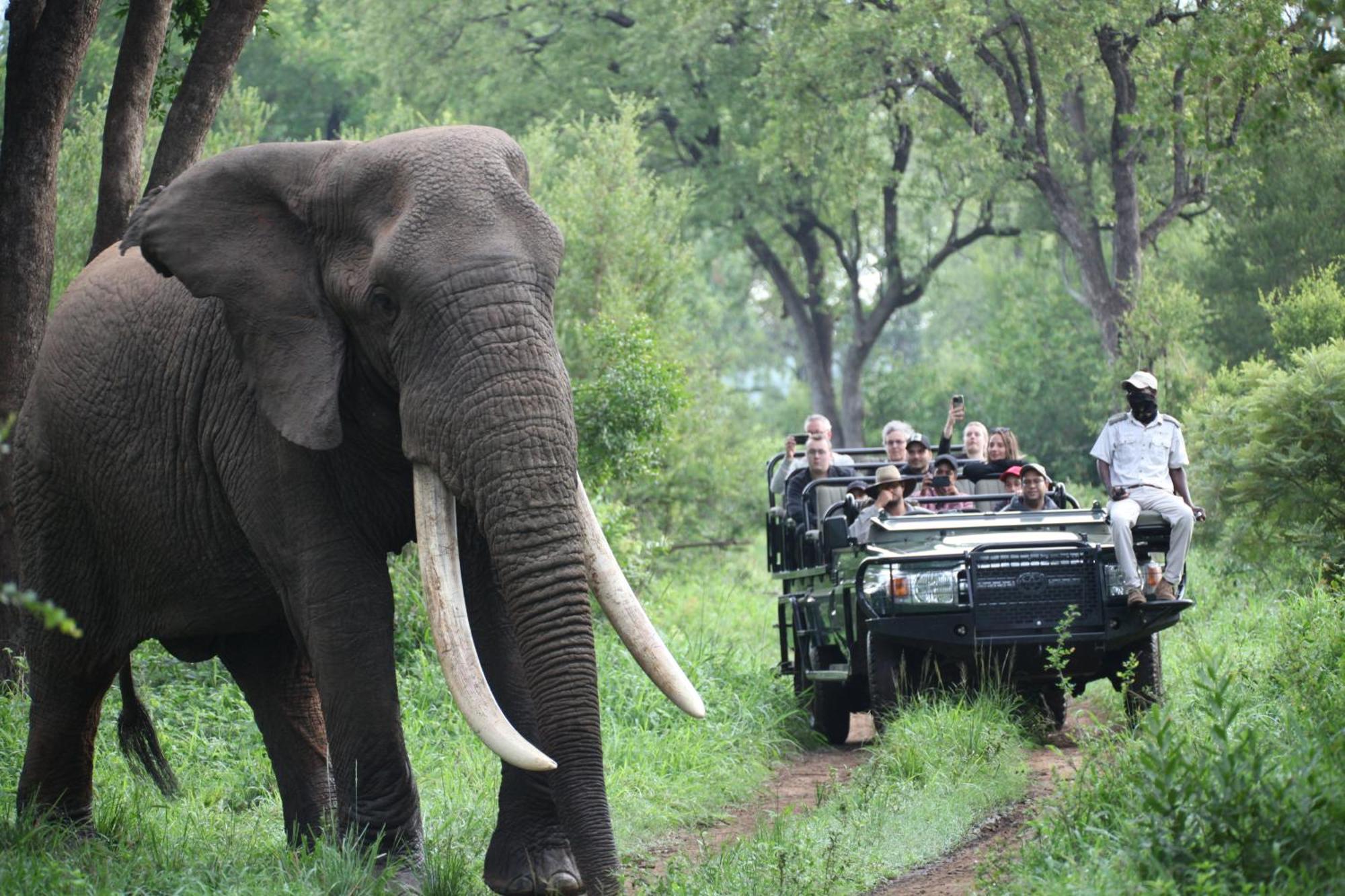 Karongwe Portfolio - Becks Safari Lodge Karongwe Game Reserve Eksteriør billede