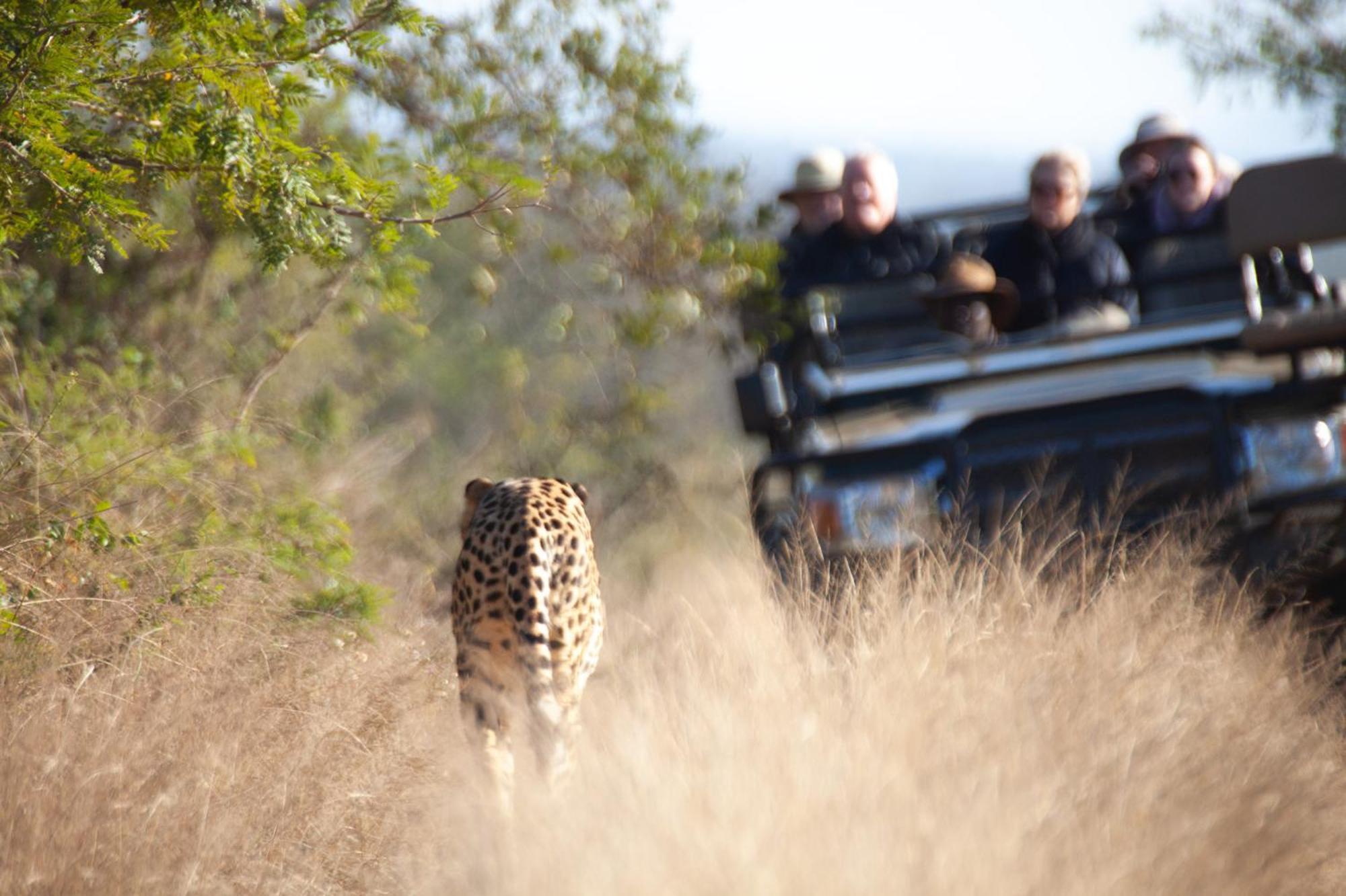Karongwe Portfolio - Becks Safari Lodge Karongwe Game Reserve Eksteriør billede