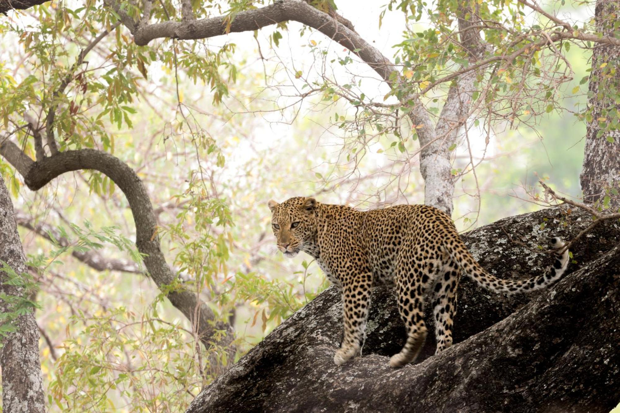Karongwe Portfolio - Becks Safari Lodge Karongwe Game Reserve Eksteriør billede