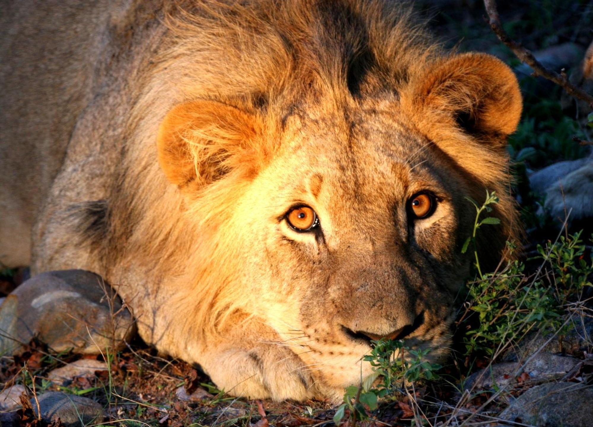 Karongwe Portfolio - Becks Safari Lodge Karongwe Game Reserve Eksteriør billede