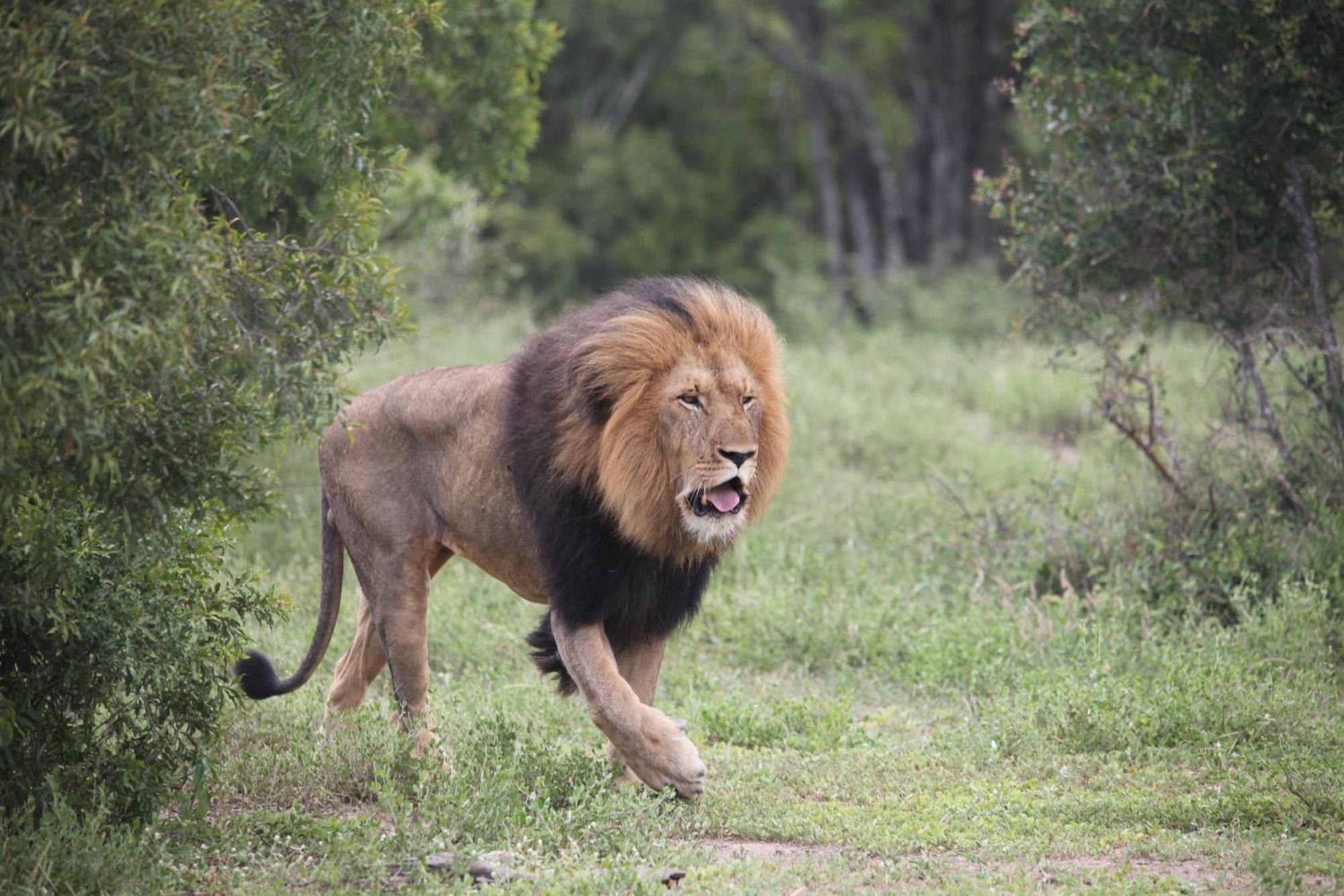 Karongwe Portfolio - Becks Safari Lodge Karongwe Game Reserve Eksteriør billede