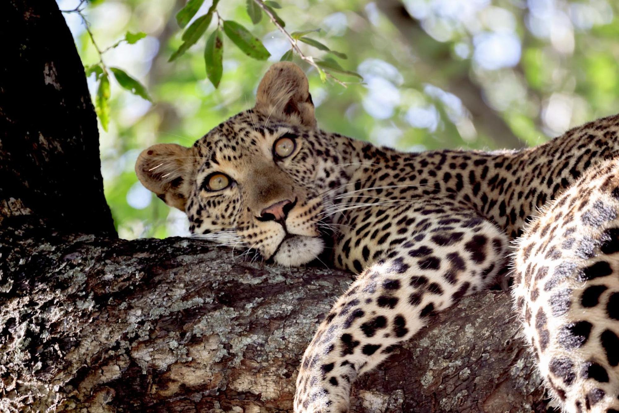 Karongwe Portfolio - Becks Safari Lodge Karongwe Game Reserve Eksteriør billede