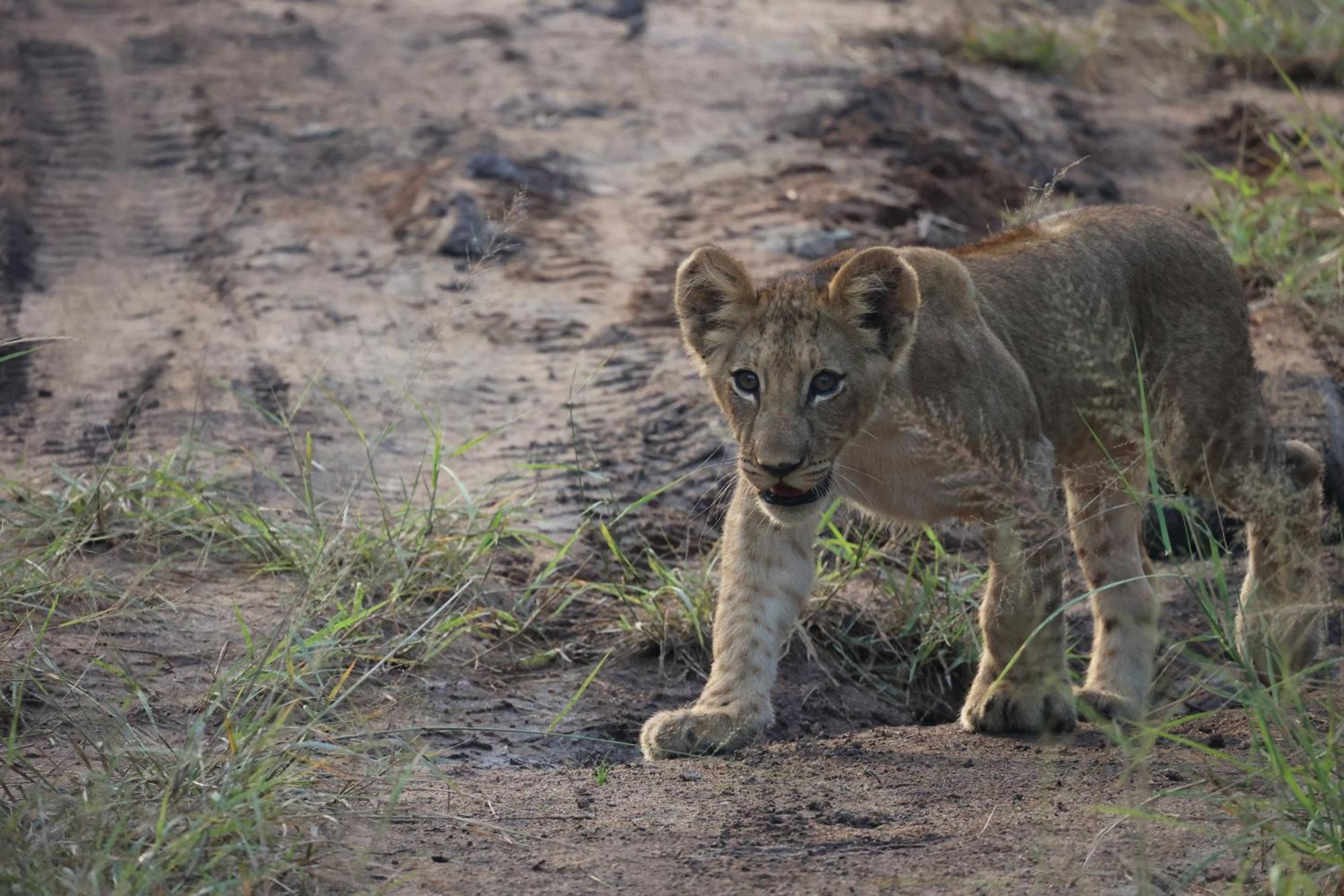 Karongwe Portfolio - Becks Safari Lodge Karongwe Game Reserve Eksteriør billede