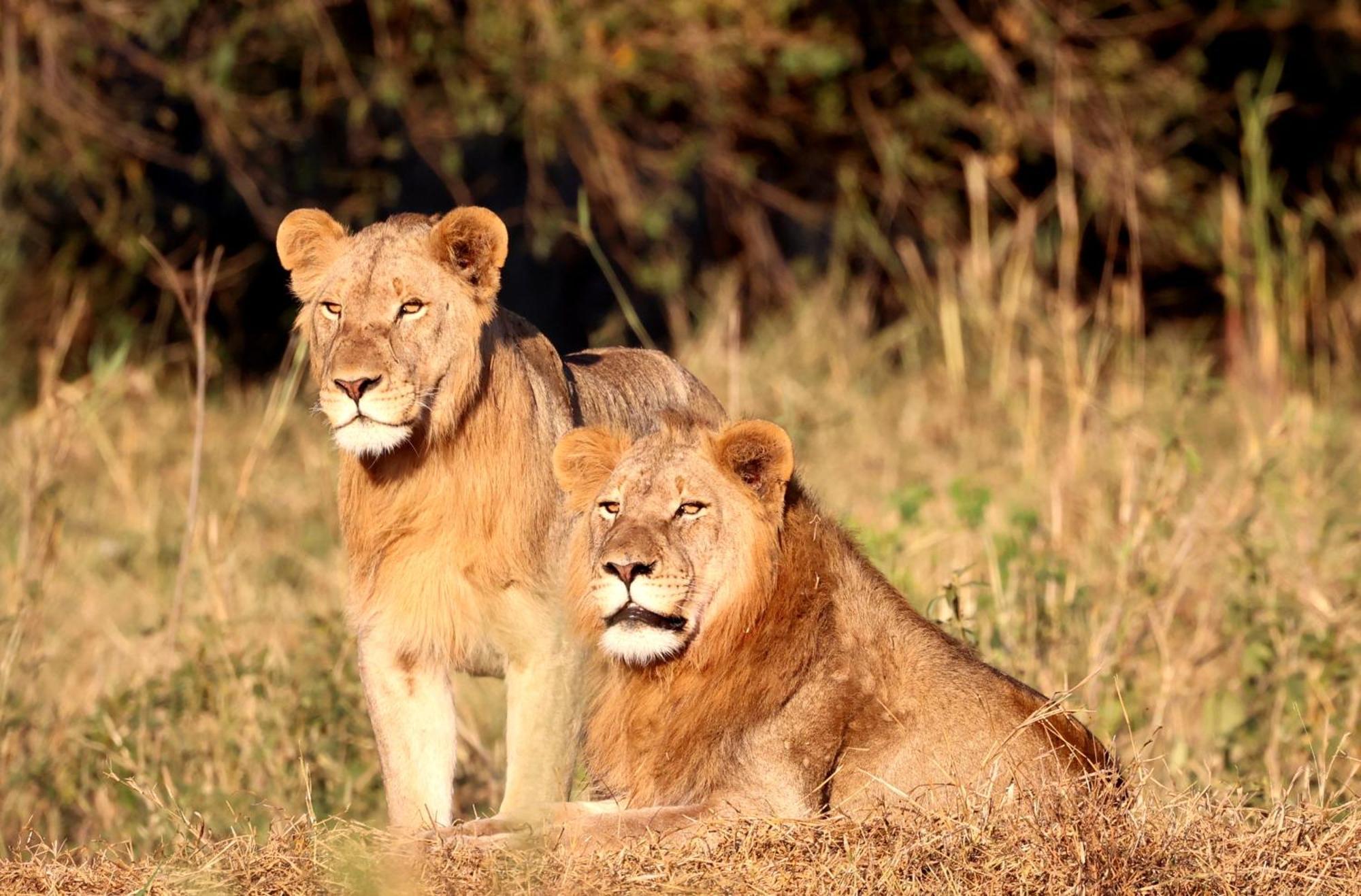 Karongwe Portfolio - Becks Safari Lodge Karongwe Game Reserve Eksteriør billede