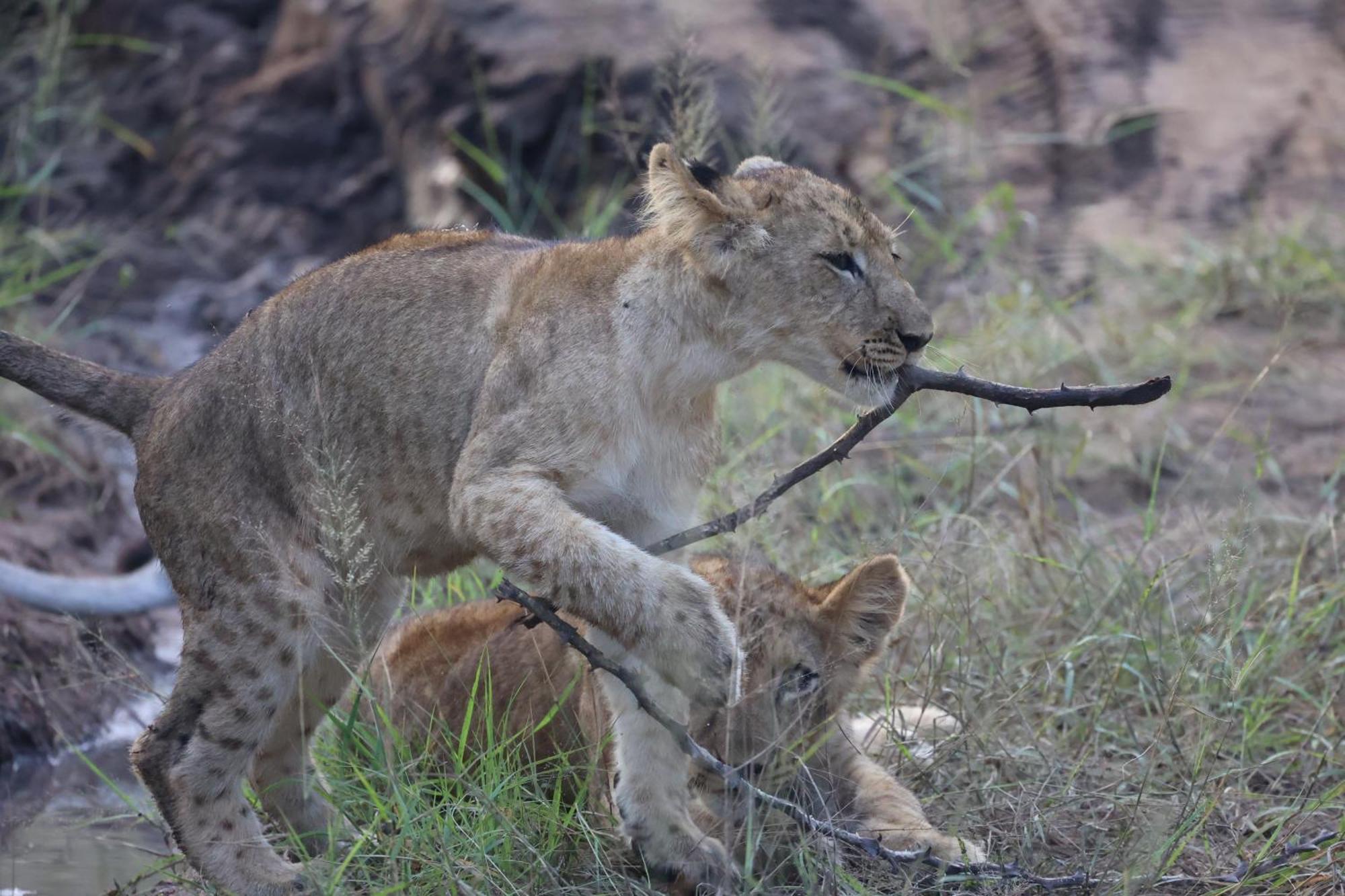 Karongwe Portfolio - Becks Safari Lodge Karongwe Game Reserve Eksteriør billede