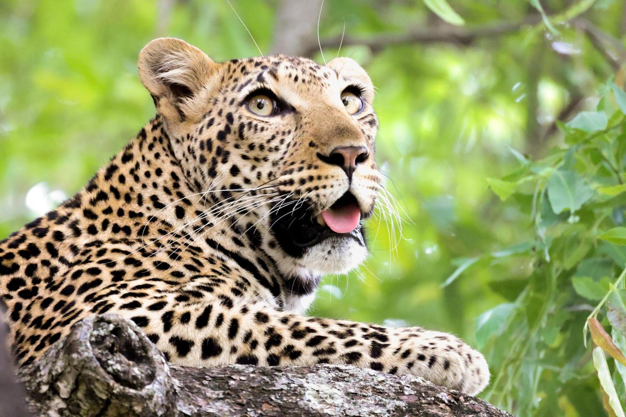 Karongwe Portfolio - Becks Safari Lodge Karongwe Game Reserve Eksteriør billede